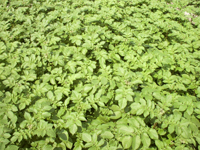 aardappel moestuin