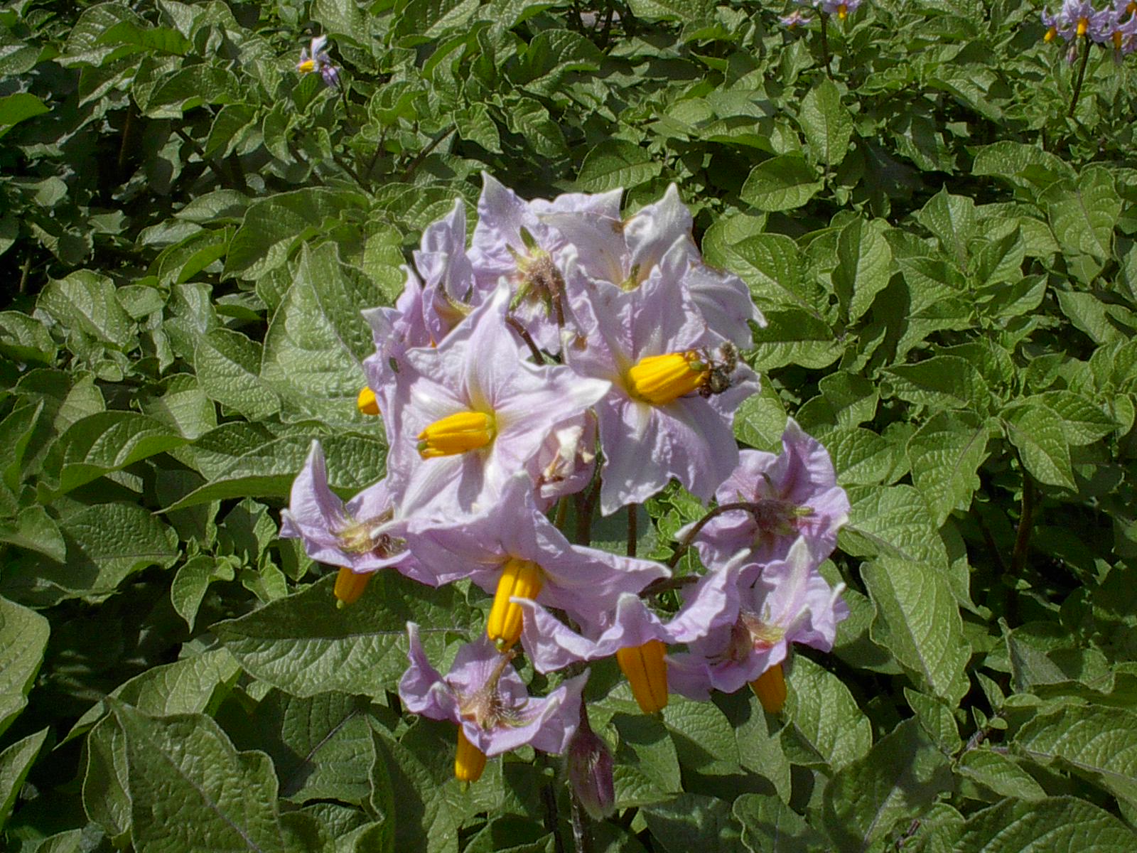 aardappel moestuin