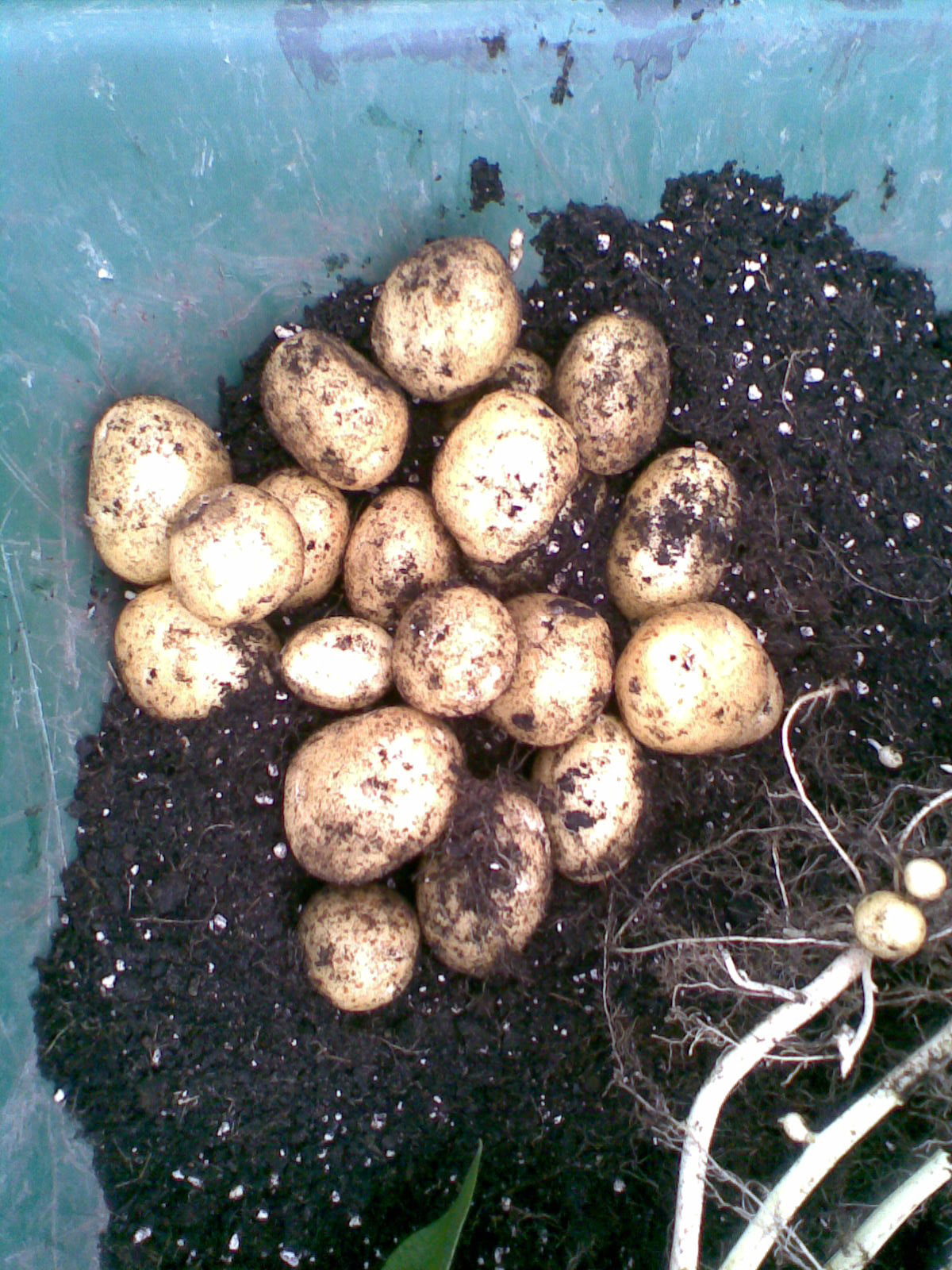 hobby aardappelen moestuin