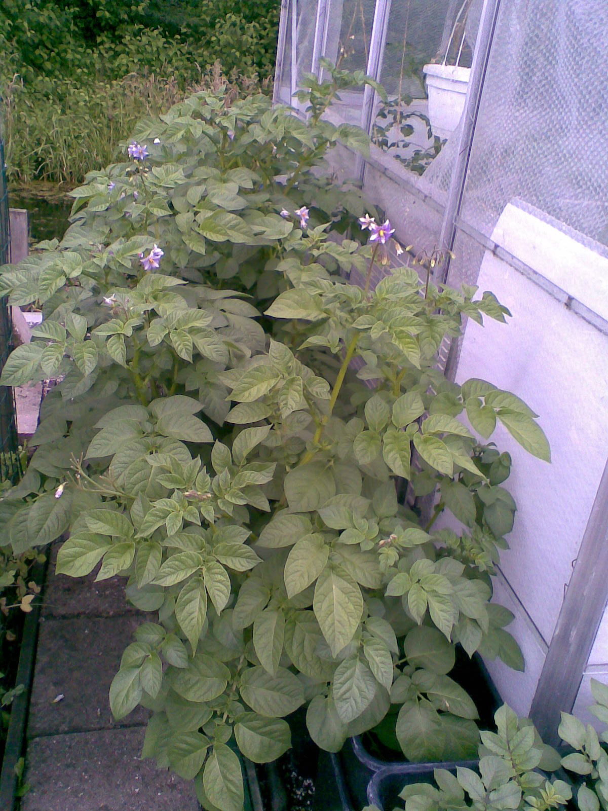 aardappels uit eigen tuin