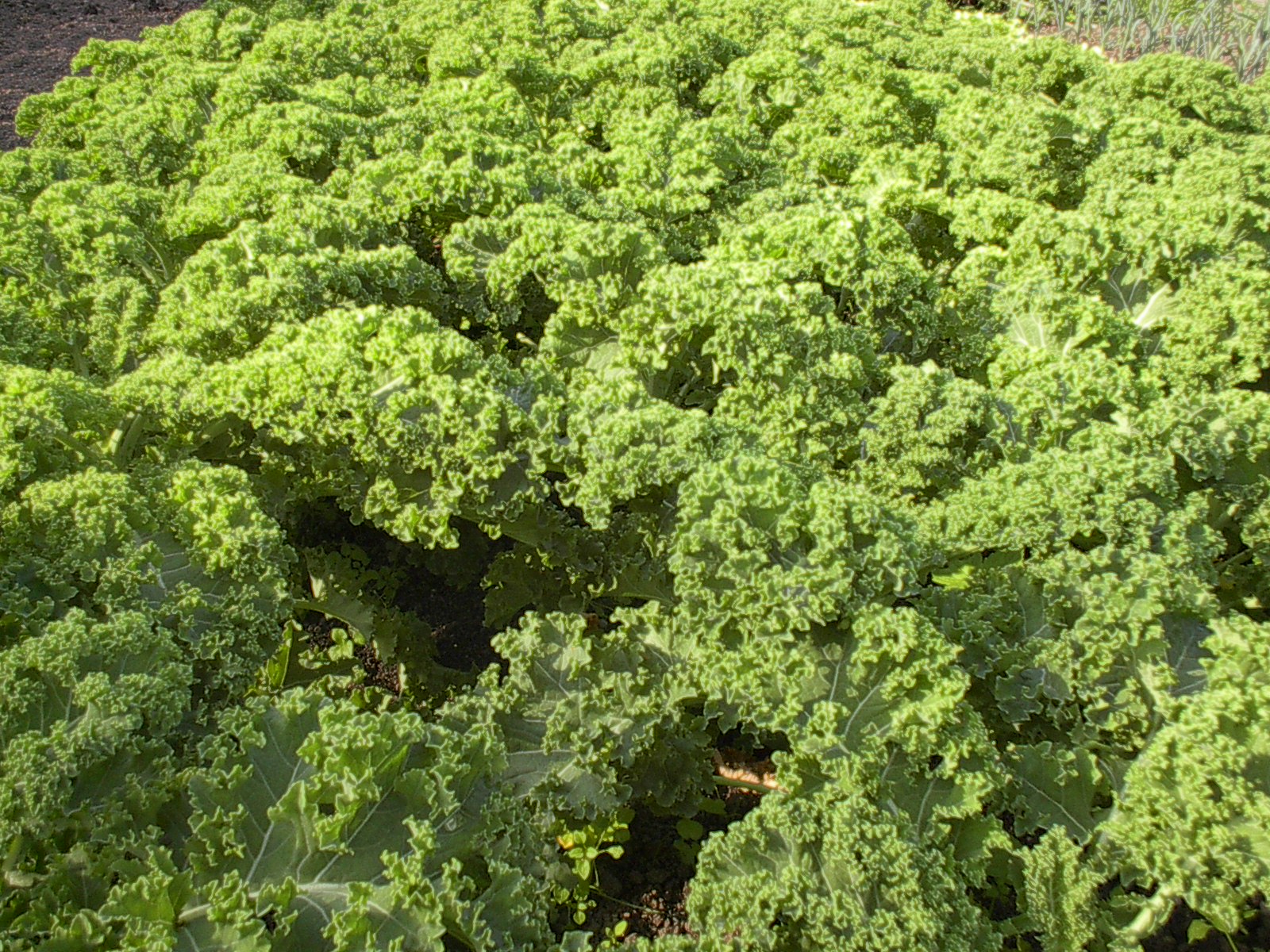 boerenkool tuin