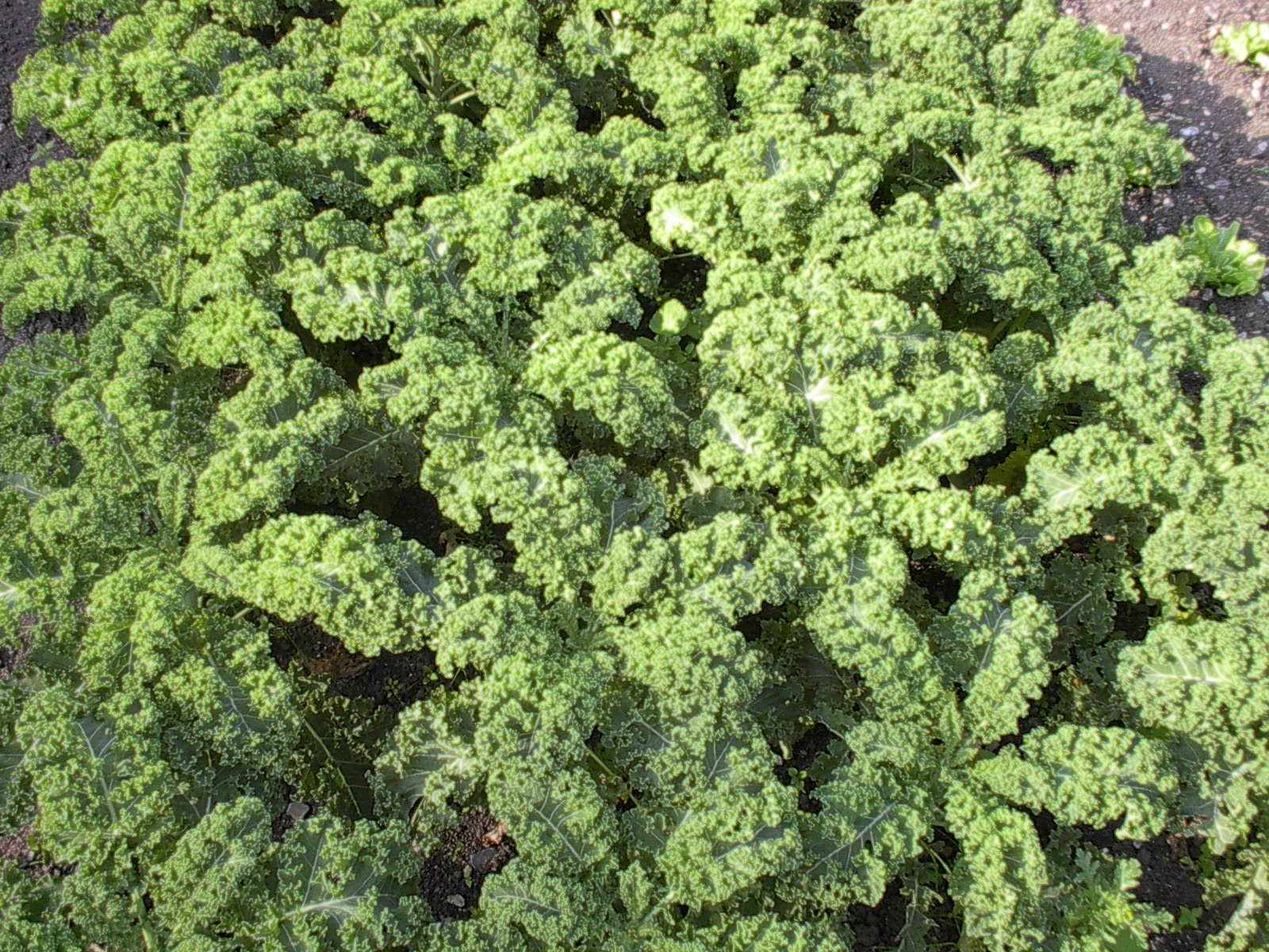 boerenkool moestuin