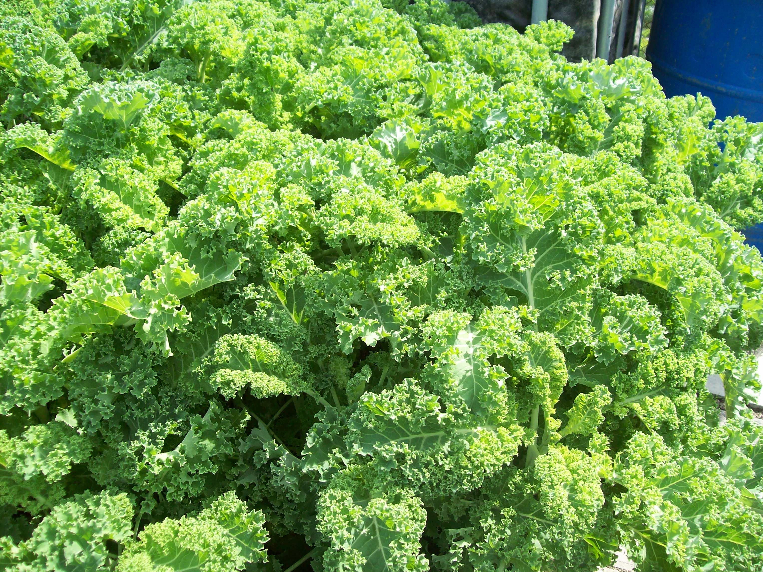 boerenkool uit eigen tuin